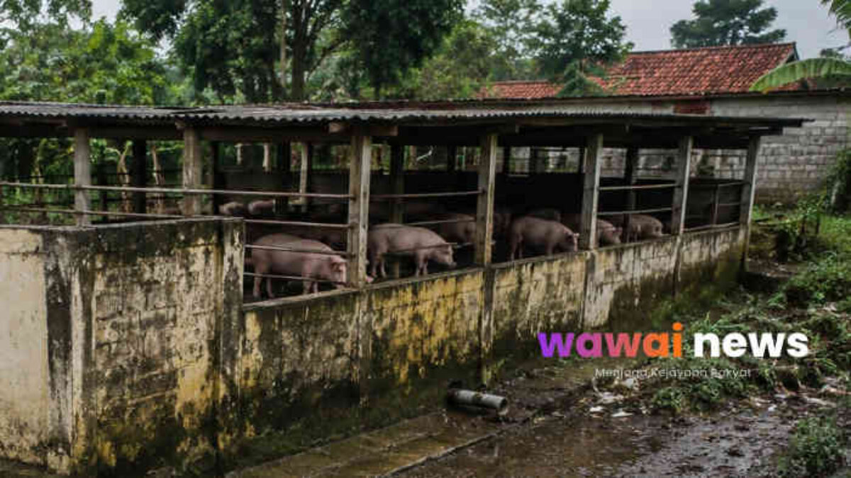 Peternakan Babi Dekat Sekolah Tuai Protes Warga, DLH Lampung Timur Diminta Turun