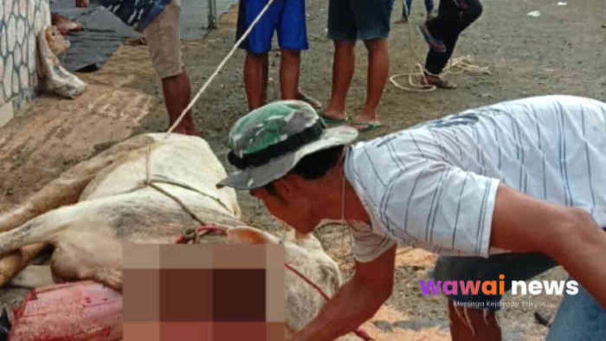 Iduladha Penuh Berkah: PT Sarana Global Quarry Pererat Silaturahmi dengan Warga Banjar Agung Lewat Kurban