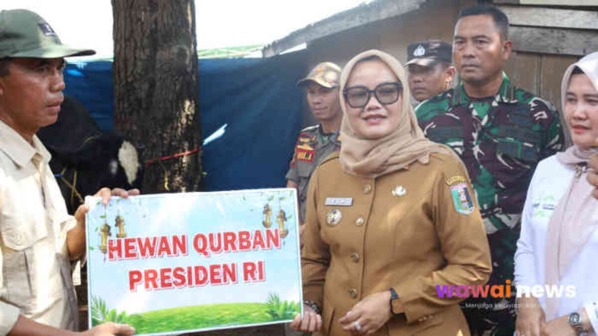 “Desa Pugung Rahardjo Panen Berkah!” Sapi Kurban Presiden Prabowo Hampir 1 Ton Jadi Tontonan Warga