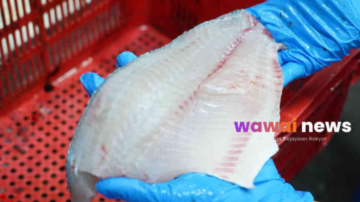 Dulu Ikan Rakyat, Kini Raja Ekspor! Tilapia Indonesia Bikin Amerika dan Eropa Ketagihan