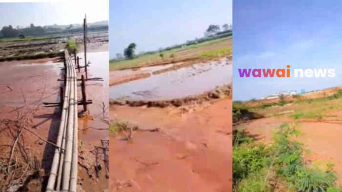 Habis Limbah, Sawah Warga Jadi Kubangan Lumpur PT PSM 2 di Lampung Timur, Pemerintah ke Mana?