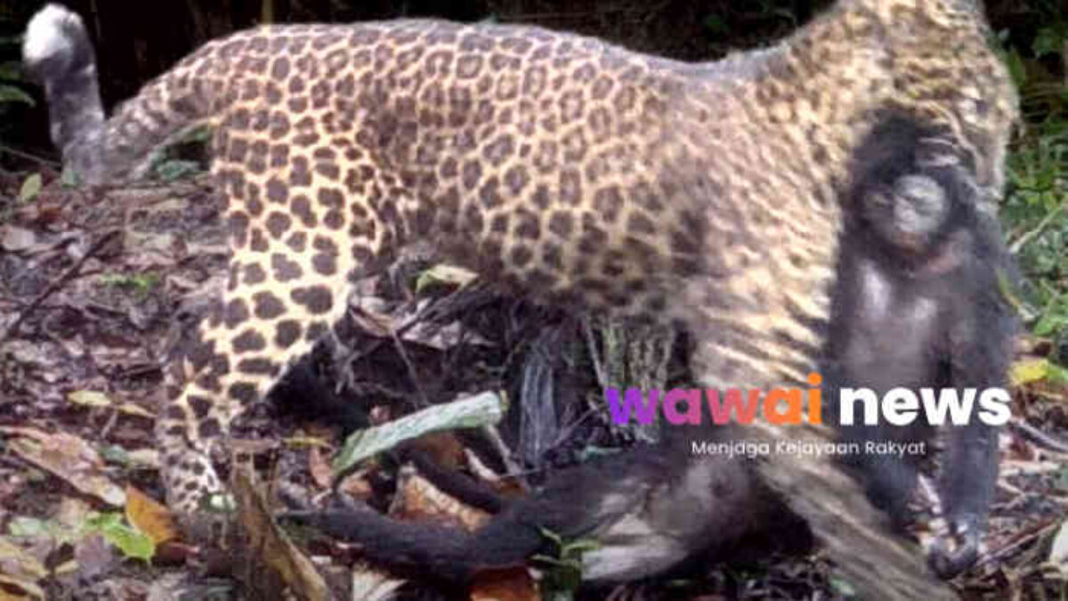 Bukan Hanya Badak Jawa, Macan Tutul Jadi Penjaga Terakhir Keseimbangan Hutan Ujung Kulon