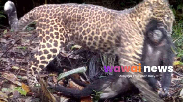 Bukan Hanya Badak Jawa, Macan Tutul Jadi Penjaga Terakhir Keseimbangan Hutan Ujung Kulon