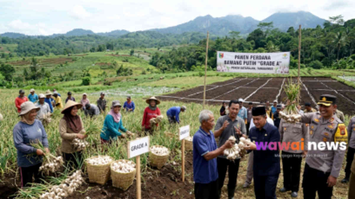 Panen Perdana Bawang Putih Grade A di Tanggamus Sukses, Bupati Siapkan 20 Hektare Lahan untuk Pengembangan
