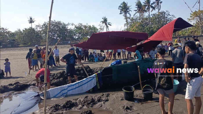 Yang Merusak Laut Bukan Paus, Tapi Paus yang Menanggung Akibatnya