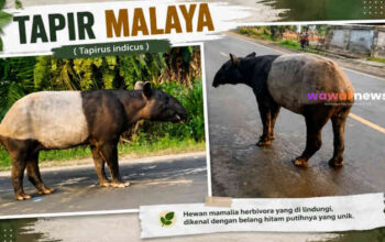 Polisi Berhasil Ringkus Empat Pelaku Penyembelih Tapir di Register 45 Mesuji