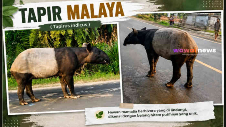 Baru Viral Jalan-Jalan, Kini Viral Disembelih! Tapir Dilindungi di Mesuji Tewas, Polisi Buru Pelaku