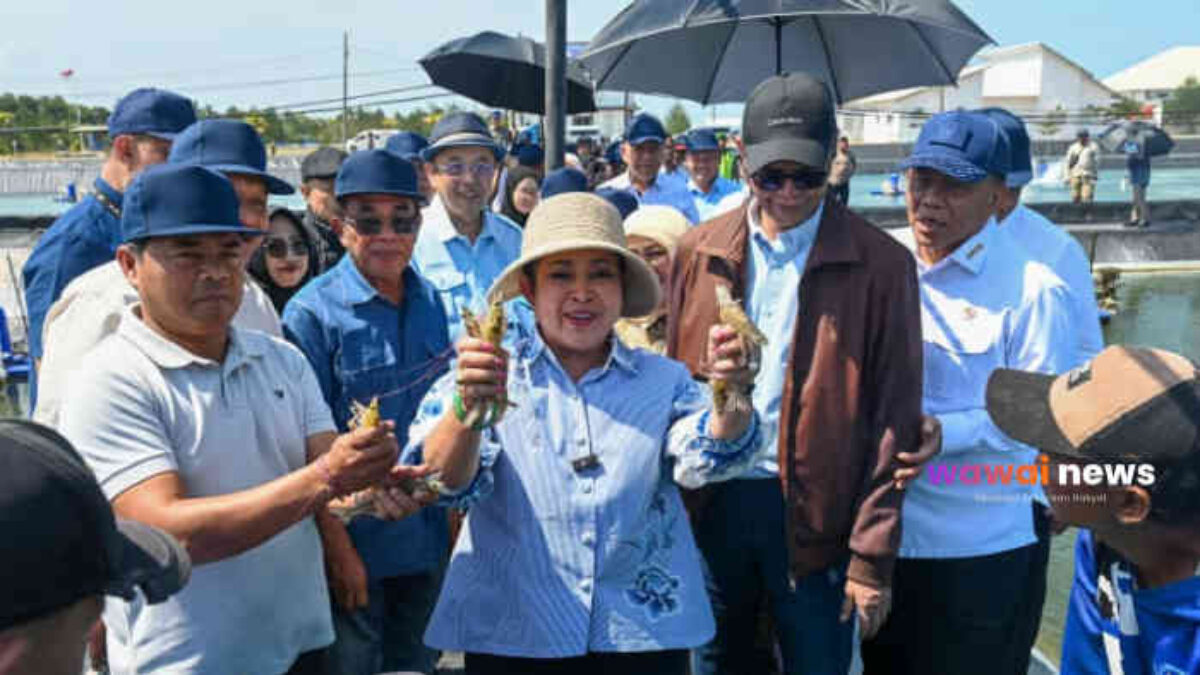 Titiek Soeharto Terkesan! Tambak Udang Kebumen Cetak 254,5 Ton, Lahan Mangkrak Kini Jadi Mesin Devisa