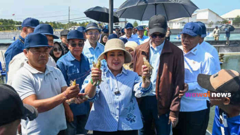 Titiek Soeharto Terkesan! Tambak Udang Kebumen Cetak 254,5 Ton, Lahan Mangkrak Kini Jadi Mesin Devisa