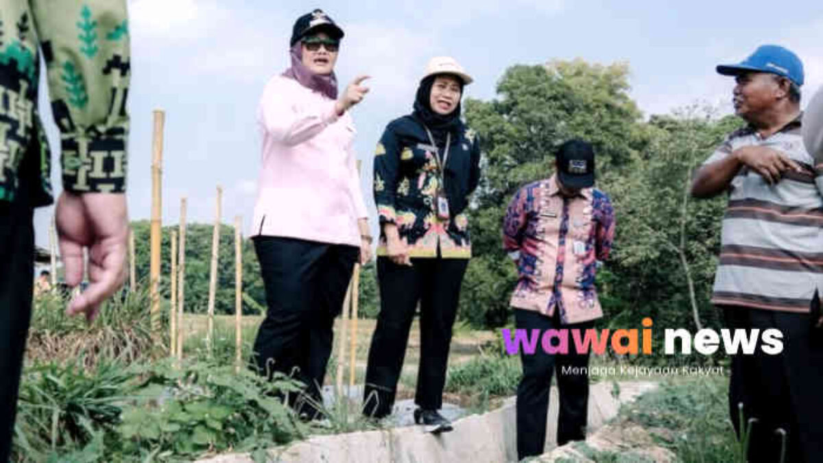 Bupati Ela Turun ke Sawah, Cek Irigasi Tegal Ombo: Air Lancar Jadi Kunci Petani Lampung Timur Dongkrak Produksi dan Ketahanan Pangan