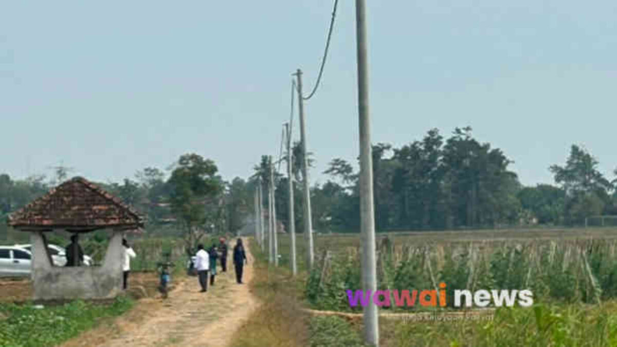 Musim Kemarau Tak Lagi Mengancam, Bupati Ela Hadirkan Listrik Masuk Sawah untuk Selamatkan Panen Petani Lampung Timur