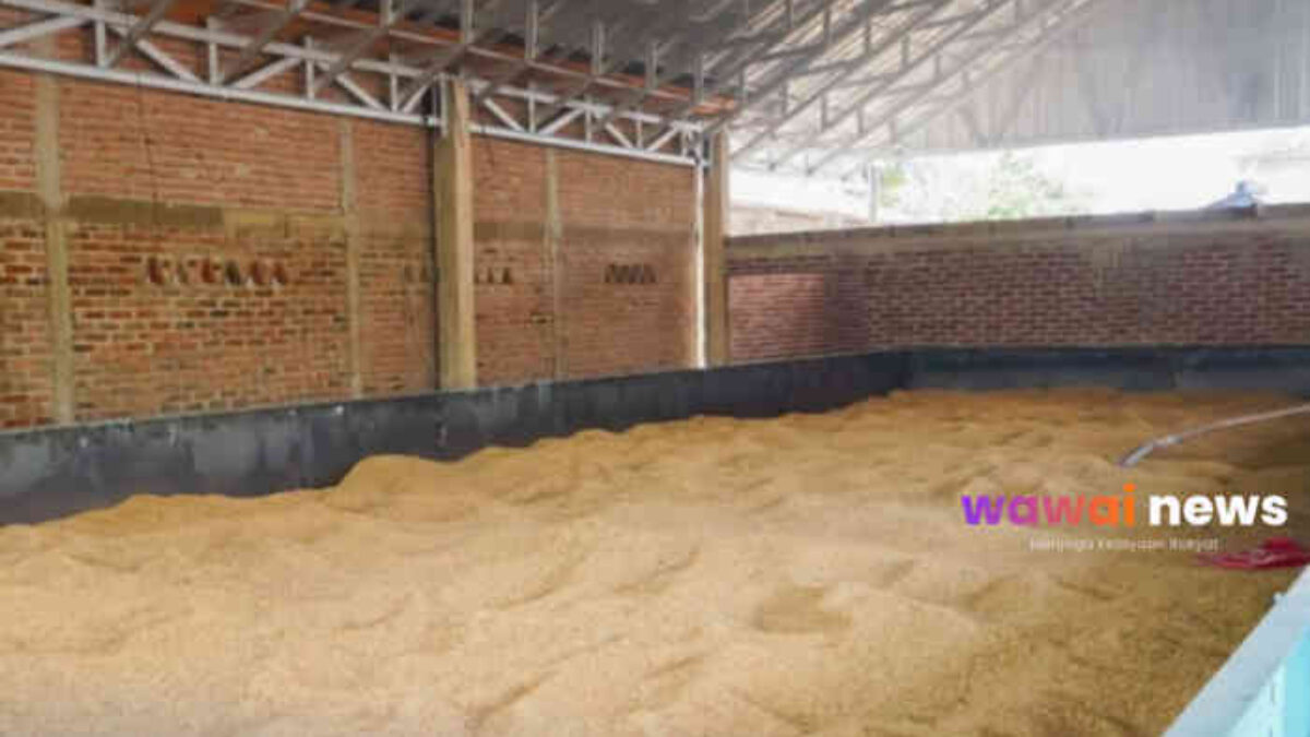 Dari Gabah Basah ke Rupiah Lebih Besar, Bed Dryer 20 Ton di Pringsewu Bikin Petani Tak Lagi Takut Hujan