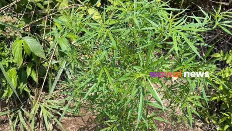 Polisi Temukan 8 Pohon Ganja Tersembunyi di Balik Kebun Kopi Kaki Gunung Seminung