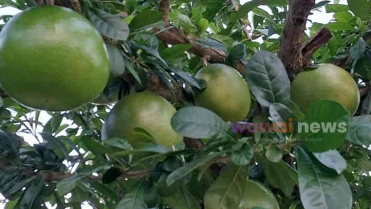 7 Manfaat Buah Maja dan Cara Mengolahnya, Si Manis Pahit yang Kaya Khasiat
