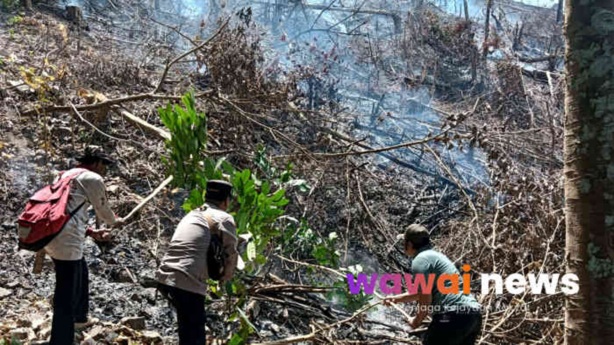 Hotspot Muncul di Pekon Umbar, Setengah Hektare Lahan Hangus Terbakar