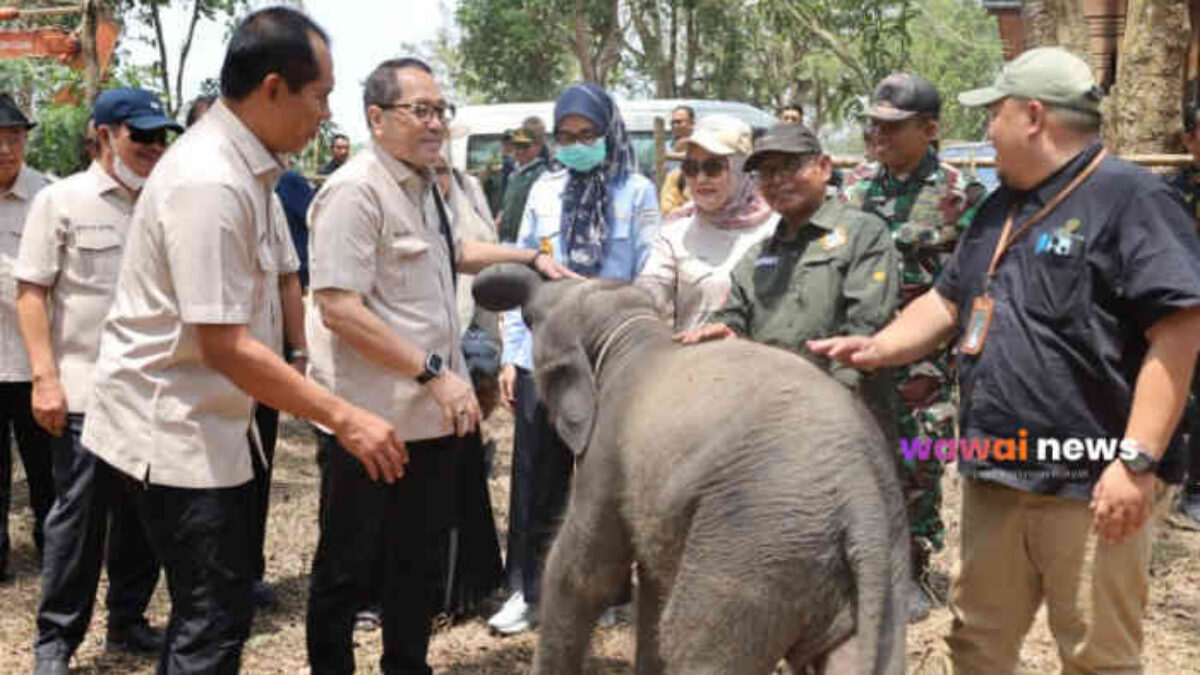 Way Kambas di Bawah Sorotan DPR: Karhutla Mengintai, Gajah Harus Diselamatkan