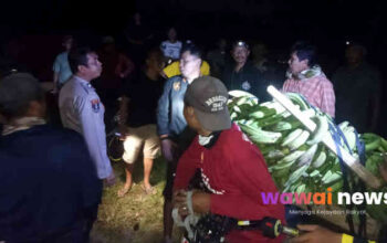 Malam-malam di Kebun, Pria di Tanggamus Diamankan Warga Bawa 11 Tandan Pisang