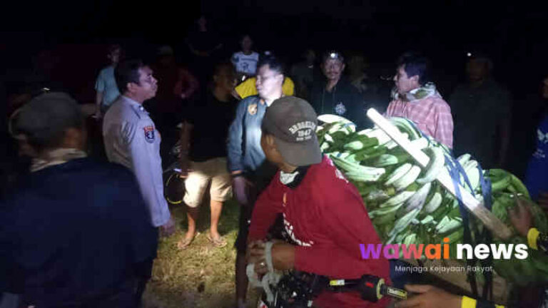 Malam-malam di Kebun, Pria di Tanggamus Diamankan Warga Bawa 11 Tandan Pisang