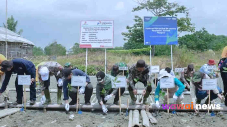 Lampung Timur Bangun Benteng Hijau 2 Hektare, Mangrove Jadi Tameng Abrasi dan Rob
