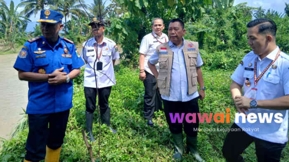 Banjir Tanggamus Surut, Ancaman Belum Usai: Tanggul Way Belu Jebol, 70 Hektare Sawah Terancam