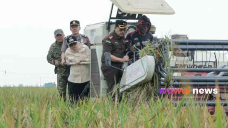 Panen Raya 403 Hektare di Jabung, Ela Siti Nuryamah Turun Dengarkan Keluhan Petani Lampung Timur