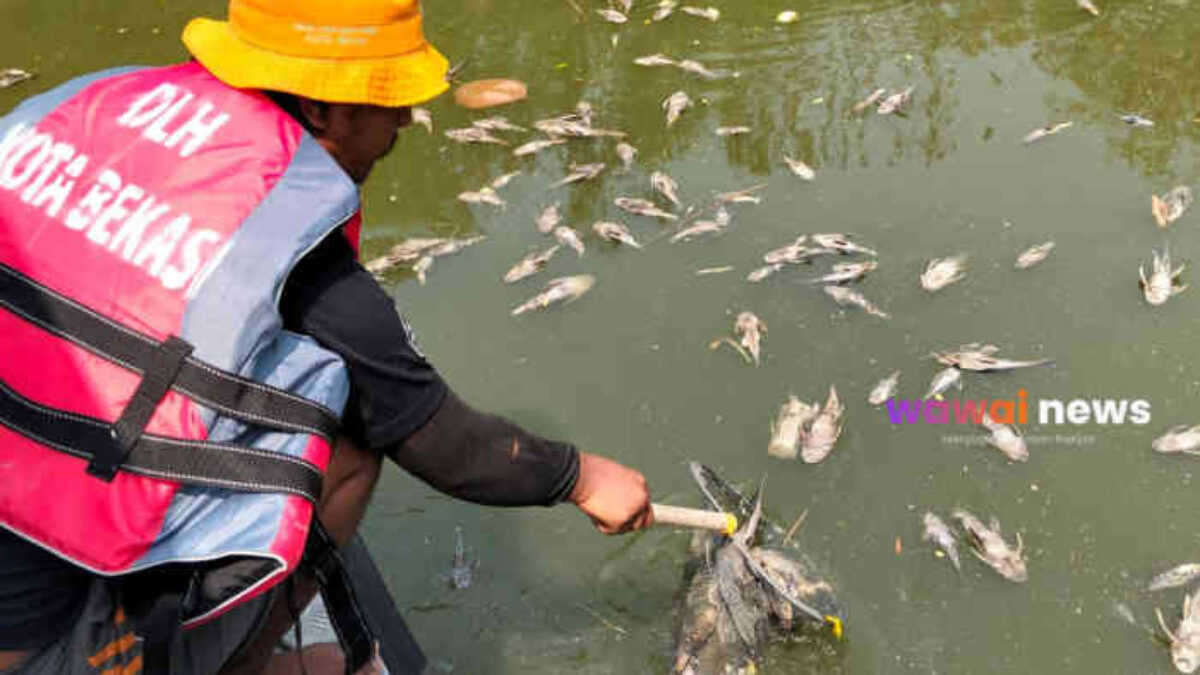 700 Kg Bangkai Ikan Diangkat dari Kali Bekasi, Temuan 20 Pipa Limbah Belum Tuntas?