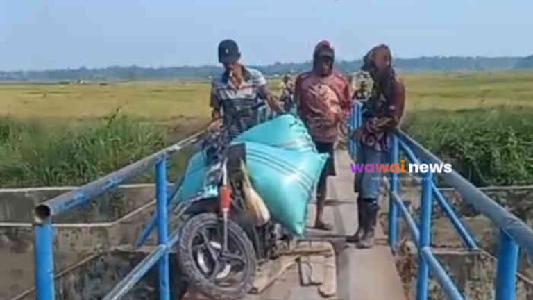 Jembatan Way Pisang Berlubang, Motor Petani Terperosok: Harus Tunggu Korban Berikutnya untuk Diperbaiki?
