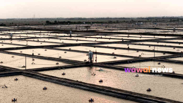 KKP Buka Keran Investasi Nila dan Rumput Laut, Eropa Dibidik Jadi Pasar Bernilai Tinggi